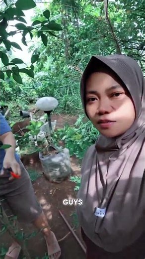 🍀Cara Ampuh menghasilkan Buah banyak pada Pohon Jeruk🍀#motivation