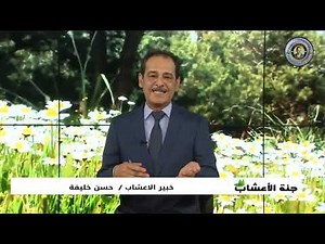 السمسم واهم فوائد زيت السمسم مــع خـبـيـر الاعشاب حسن خليفه رحمه الله تعالى وغفر له . جنة الاعشاب