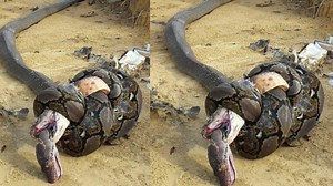 अजगर आणि किंग कोब्रा एकमेकात भिडले, बघा कोण जिंकलं!