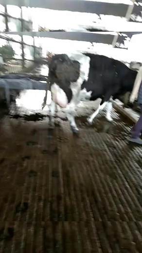 32K views · 632 reactions | World's best HF Cow  #cow #hfcow #cowfarm #cowboy #hf #dairy #dairyfarm #farming #viralreels #reels2023 #reelsvideo #reelsfb #viralvideoreels #reelsviral #viralpage #milk #buffalo | Sansaniwal Dairy Farm | Facebook