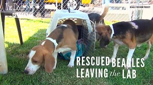 1.9K views · 8.2K shares | These beagles are feeling the grass under their paws for the first time after being rescued from a lab. | HuffPost | Facebook