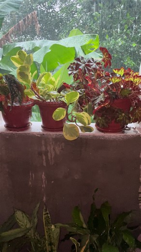 People unu sorry fi mi Eric mi want mi money or the window you a theif you come up a trelawny and rob the people them and gone the $100000 done but a left you to time cause they must kill you. You stop make window and come collect mi money and a tie mi out.