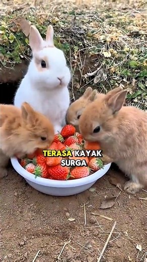 Surga Kelinci Dunia Ada di Jepang! #rabbits #jepang #okunoshima