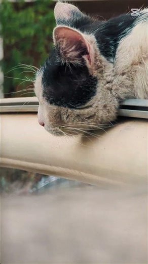 🩷😉 #cat #pets #colonelkkjϟ #cute #love