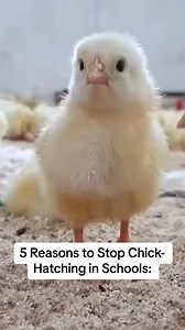 12 reactions | Hatching chicks in your classroom isn't cute—it's CRUEL  #ChickHatching | TeachKind | Facebook