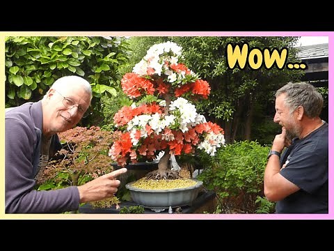 EASY Pruning Tips for Summer | Flowering Bonsai | Massive Azalea in Garden Visit!