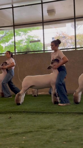 “Cardi” (The Seever Ewe) “I’m livin’ my best life.” – Cardi B And she sure did. The Jada daughter that went on an absolute rampage for Hanna Seever — starting with a Top 5 banner at The Show and most recently adding a class win at the American Royal. 🏆 5th Overall Ewe – The Show 🏆 Reserve Overall Ewe – California State Fair 🏆 Class Winner – American Royal 🏆 Too many jackpot wins to list If her wins don’t impress you, maybe this will — she’s either a full sib by mating or a flushmate to the w