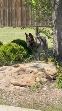 Lizard 🦎 Taunts Sir Skip 🐕🤯