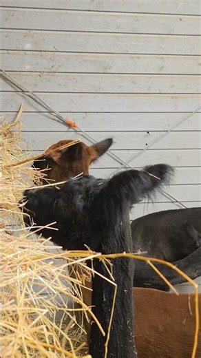 Alpaca Eating Hay | Oddly Satisfying to Watch