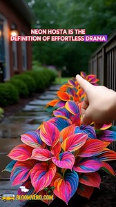 🌿Most enchanting plant of December https://reurl.cc/9bDXed The beautiful hosta. 💫 Soft pastel hues that shift with the light 🌙 Magical glow at dusk and dawn 🌿 Shade-loving & easy to care for ❄️ Hardy perennial — returns brighter every year Bring home the hosta that turns every corner of your garden into a dreamscape. 🌈✨ #DreamlightRainbowHosta #MagicalGarden #RareHosta #GardenGlow #ShadeGardenMagic #ColorfulPlants #GardenAddict #HostaLovers #hosta #hostaseeds #christmasdecor #growwithme #se