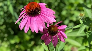 Celebrate Ohio Native Plant Month with annual Backyard Conservation and Native Plant Sale