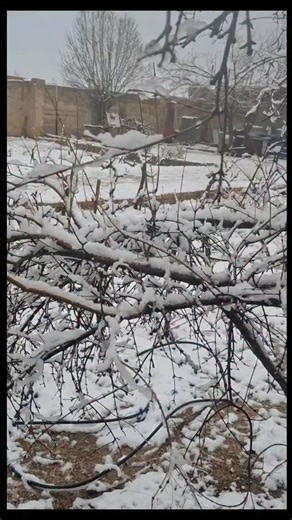 ‎کاهگل‌گرام | بوی خاک ،طعم زندگی‎ on Instagram‎: "فلک آیرولوقدان گینلر یامان دور, یول اوزاقدور, دِن گری باخ گؤر نه آخر زاماندور, آیرولوقدان یادموش قانا ایرگیم. از جدایی ها دلم خون است. راه دور است برگرد نگاه پشت سر کن ببین من اینجا چگونه روزهایم را سپری می کنم.ببین که چگونه از دوری تو نالانم @kahgel_gram #reels #explore #دلنوشته #دلتنگی #حس_واقعی"‎