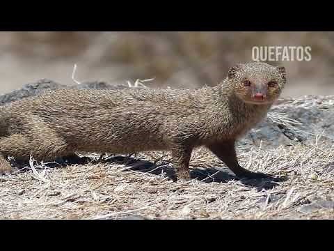 THE INCREDIBLE LIFE OF THE MONGOOSE AND ITS MATCHING | ANIMAL WORLD.
