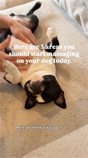 3 Areas You Should Be Massaging on Your Dog