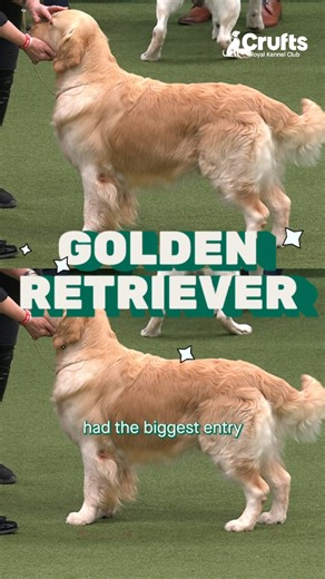 The History of the Golden Retriever Breed