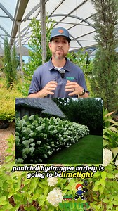 26K views · 515 reactions | Panicle hydrangeas are the summer stars...