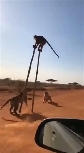 🐅 TIGER vs MONKEY! Standoff on High Stilts! 【戦慄】猛虎の跳躍！竹馬の上の猿を狙う圧倒的なパワー