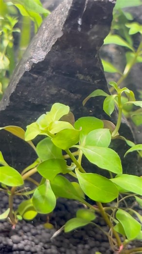 low tech planted tank setup part-2 #shorts #aquarium #aquascape #ytshorts #plantedtank #fish