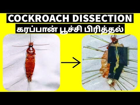 Cockroach Dissection In Tamil - Dr Science