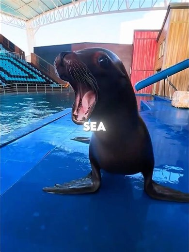 This Sea Lion Is Smarter Than You Think 🦭