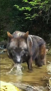 This Wolf Swims in the Ocean and Hunts Seals – You Won’t Believe It!