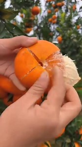 147K views · 2.7K reactions | Oranges  Orchards Plantation farm's walkthrough video | Zortrax Agriculture Corporation | Facebook