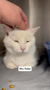 Pretty kitty rescue! Mrs. Falbo was brought to Hamilton Animal Services as a stray, but no owner came forward to claim her. This poor old cat is in rough shape. Her previous owner declawed her, and she is showing signs that it is very painful for her to walk. Declawing has long been thought of as a good option to prevent a cat from scratching furniture or carpets, but declawing is a literal amputation of the last bone of a cat’s toes – not just “removing” the claws. It can cause behavioural issu