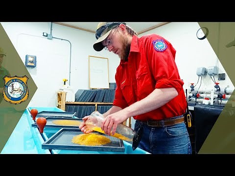 Trout Hatchery Tour - See How A Hatchery Works!