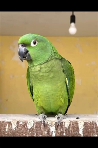 PAPAGAIO dando risadas! papagaio dando gargalhadas! Nenito - O papagaio mais falante do Brasil!