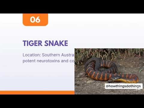 Top ten most poisonous snakes