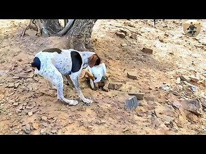 Partridge and hare hunting 2025 in best video