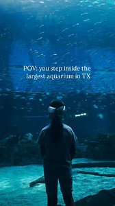 Swing by the Texas State Aquarium and enjoy a fun day out with the family! Meet over 300 animal species up close. 💙🐬 📍Corpus Christi, TX | Texas State Aquarium