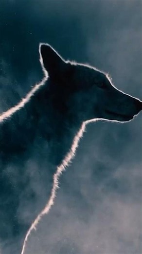 The Alpha Wolf #history #quotes #motivation #facts #wildlife #wolf