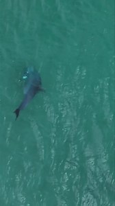 7.3K views · 152 reactions | It’s so cool to watch dolphins feeding. I wonder why they play with their food so much, every time I film dolphins eating they seem to either taunt the fish for a while and play around with it, even become disinterested. Pretty cool how they share though, unlike sharks. I guess dolphins are way better equipped in catching their prey. . #bigfish #dolphin #dolphinhunting #dolphinfeeding #queensland | Drone Shark App | Facebook