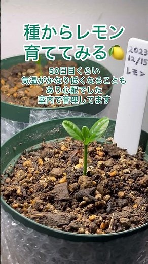 無農薬レモン種から育てる #レモン栽培 #家庭菜園 #種から育てる #植物