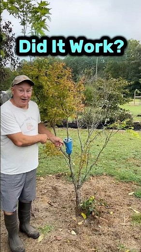 Air Layering My Japanese Maple 🍁 Will This Propagation Method Work?
