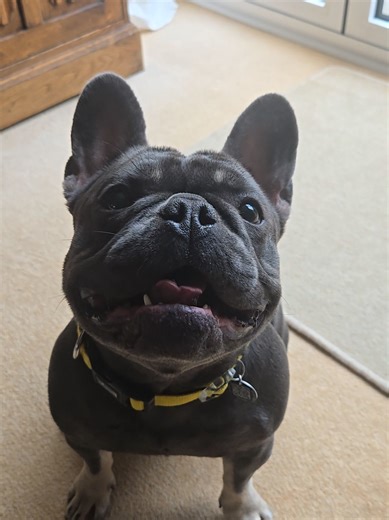 Wobble Ball: The Ultimate Fun for Your Dog