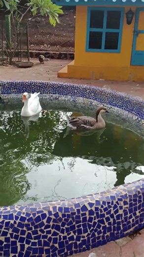 #trending Any Inquiry bhaveshbhatt181@gmail.com #viralvideo #natcher