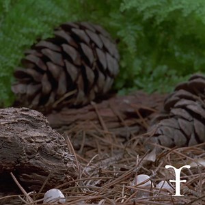 Happy Winter Solstice! May your mushrooms be merry! 🍄🙂 | Fantastic Fungi