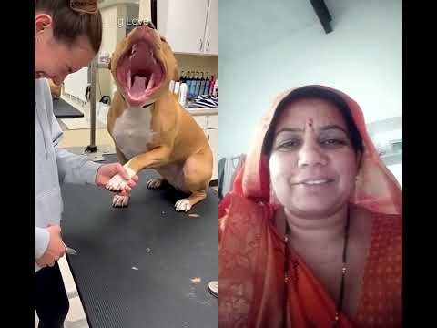 funny video #viral #cutedog #funny #
