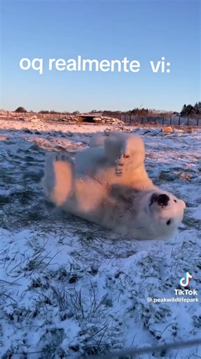 A Realidade da Extinção dos Ursos Polares