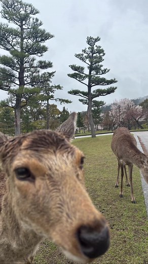 Nara Park: Deer Etiquette & Travel Experience in Japan