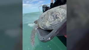 Sea turtle with amputated flipper makes trek back home