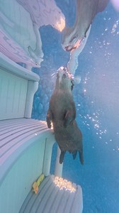𝗢𝘁𝘁𝗲𝗿 𝗦𝘄𝗶𝗺𝘀 𝗮𝗿𝗲 𝗯𝗮𝗰𝗸! 🌊🦦 Neptune and Poseidon had an absolute blast on their first swims of 2025 and can't wait for more friends to join them! Don't worry about the spring weather - our pool is heated to a cozy 85 degrees so it always feels like an endless summer! 🦦💦🦦 𝗢𝘁𝘁𝗲𝗿 𝗦𝘄𝗶𝗺 𝗧𝗶𝗰𝗸𝗲𝘁𝘀: www.CoastalWilds.org/os From 𝗘𝗻𝗰𝗼𝘂𝗻𝘁𝗲𝗿 𝗧𝗼𝘂𝗿𝘀 to 𝗢𝘁𝘁𝗲𝗿 𝗦𝘄𝗶𝗺𝘀, there's always an incredible way to experience our unique animal ambassadors! 𝗘𝘅𝗽𝗹𝗼