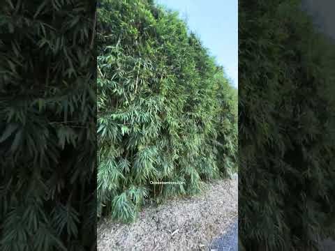 Delete Your Neighbor’s View for Under $500 – Cold Hardy Clumping Bamboo Privacy Plants in Florida