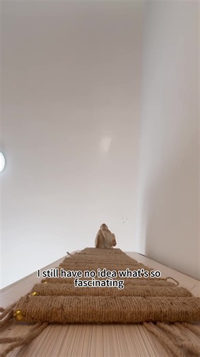Cats and Their Climbing Adventures: Reach for the Moon✨