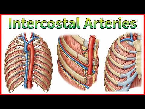 Intercostal Arteries: Anatomy of Thorax