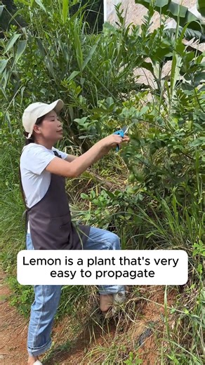 Propagating lemons by cuttings is easy #gardenphotography #gardenlovers #gardenerslife #gardenart #gardenbeauty | Gardening Ideas