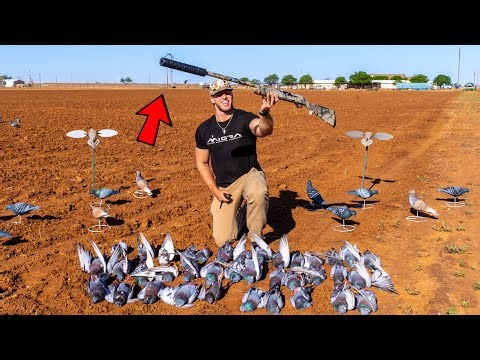 SILENCED 12 GAUGE SOLO PIGEON HUNT ON SMALL CATTLE FARM!