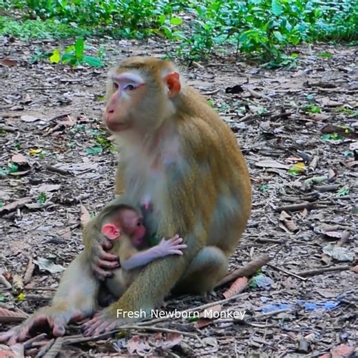 23 reactions | Fresh Newborn Monkey on Reels | Facebook